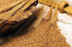 مبارزه با سن گندم در سطح ۱۰ هزار هکتار از اراضی بروجرد
