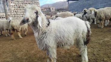 آغاز طرح خرید دام خشکسالی در لرستان