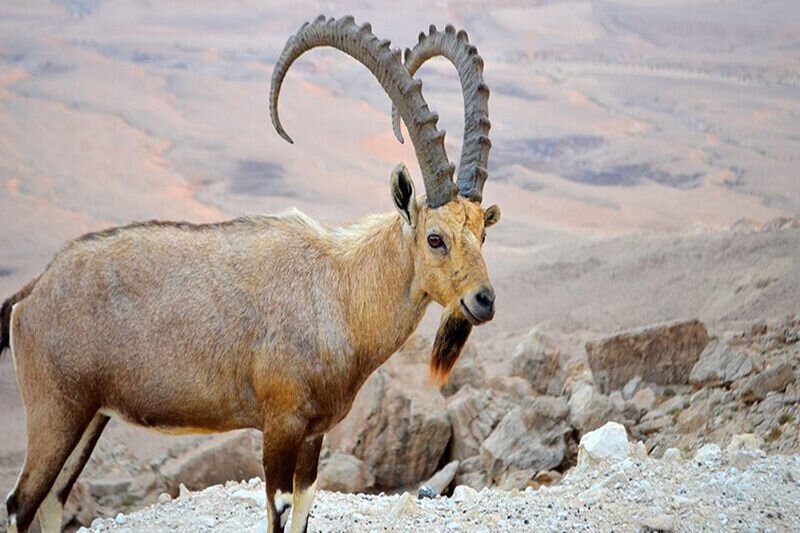 دستگیری شکارچی دو رأس بز کوهی در سفیدکوه خرم‌آباد