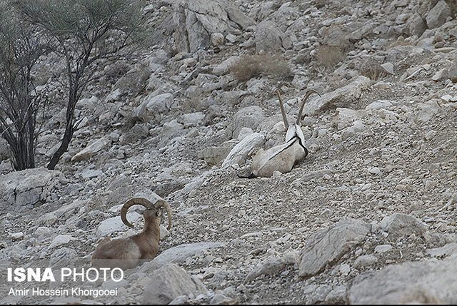اضافه شدن ۱۴۶ هزار هکتار به مناطق تحت مدیریت محیط زیست لرستان