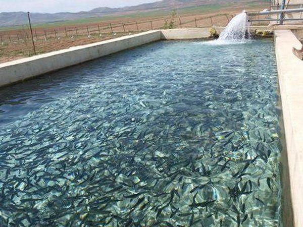 بازگشت مجتمع آبزی شهرستان سلسله به چرخه فعالیت