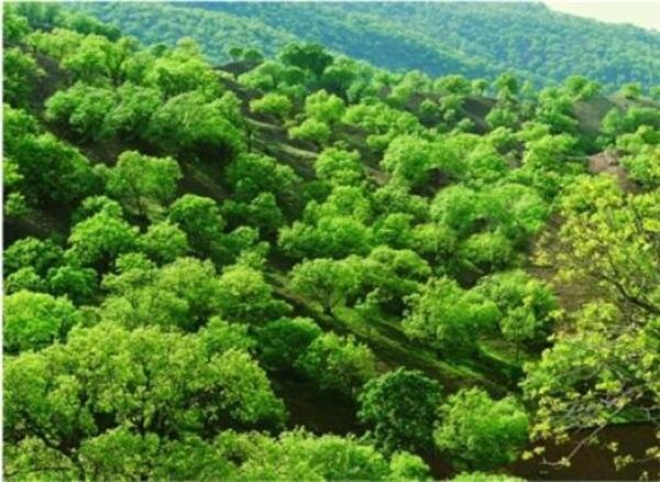 معاون محیط‌ زیست کشور: زوال زاگرس یعنی زوال تمدن