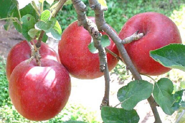 ثبت جشنواره سیب بروجرد در تقویم رویدادهای گردشگری کشور
