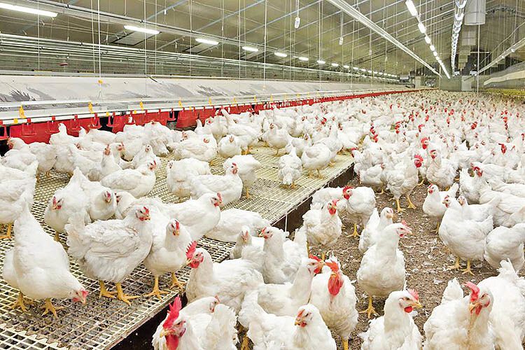 آمادگی ۸۰ واحد مرغداری لرستان برای کشتار ۲ میلیون قطعه مرغ گوشتی و ورود به بازار مصرف