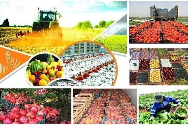 ازنا تولیدکننده ۱۵ درصد محصولات کشاورزی لرستان با تنها ۸ درصد اراضی
